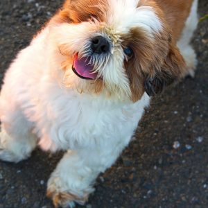 キスマイ 玉森裕太の性格はどんな感じ!?