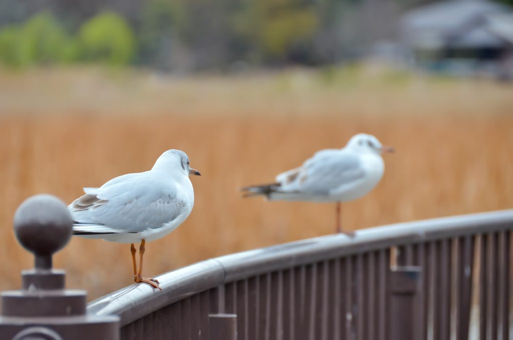 犬で分かる人間性、結婚できるかも分かる!?