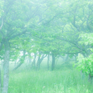 海草類を食べると髪が丈夫な髪が生えてくる？